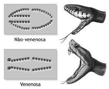 Mandíbula da Cobra