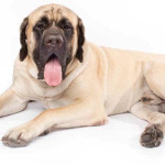 Mastiff Inglês