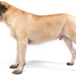 Mastiff Inglês