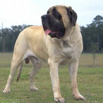 Mastiff Inglês