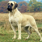 Mastiff Inglês
