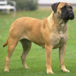 Mastiff Inglês