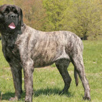 Mastiff Inglês