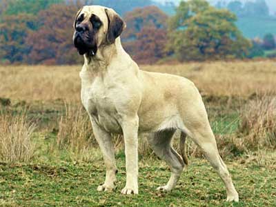 Mastiff Inglês