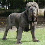 Mastim Napolitano