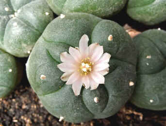 Mescalina