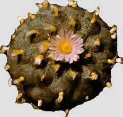 Mescalina