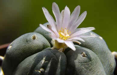 Mescalina