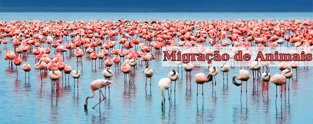 Migração de Animais