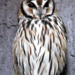 Mocho-orelhudo