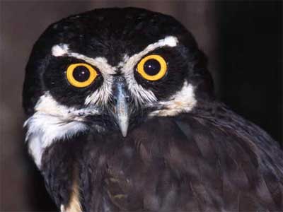 Murucututu