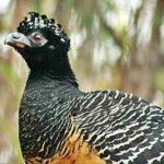 Mutum Pinima