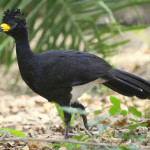 Mutum Pinima