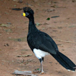 Mutum Pinima