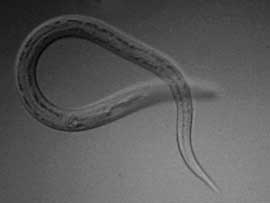 Verminoses Verminoses