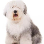 Old English Sheepdog
