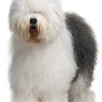 Old English Sheepdog