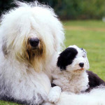 Old English Sheepdog