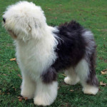 Old English Sheepdog