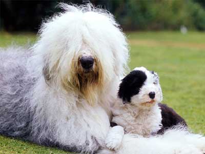 Old English Sheepdog