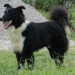 Ovelheiro Gaúcho