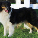 Ovelheiro Gaúcho