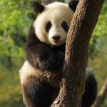 Panda-gigante