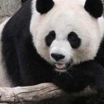 Panda-gigante