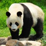 Panda-gigante