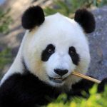 Panda-gigante