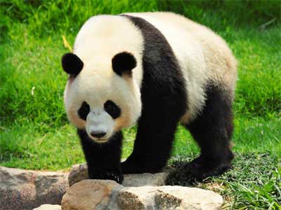 Panda-gigante