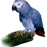 Papagaio Cinza