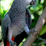 Papagaio Cinza