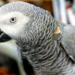 Papagaio Cinza