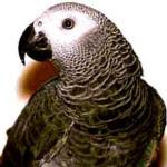 Papagaio Cinza