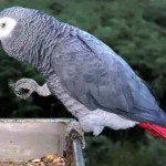 Papagaio Cinza