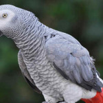 Papagaio Cinza
