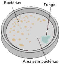 Penicilina Penicilina