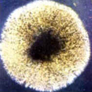 Penicilina Penicilina