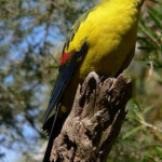 Periquito