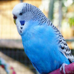 Periquito