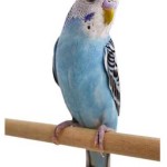 Periquito