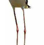 Perna-longa