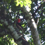 Pica Pau de Cara Amarela