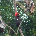 Pica Pau de Cara Amarela