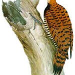 Pica-pau-de-coleira
