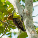 Pica-pau-de-coleira