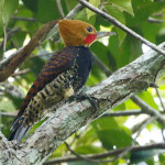 Pica-pau-de-coleira