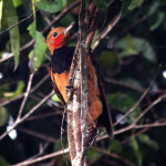Pica-pau-de-coleira