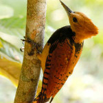 Pica-pau-de-coleira